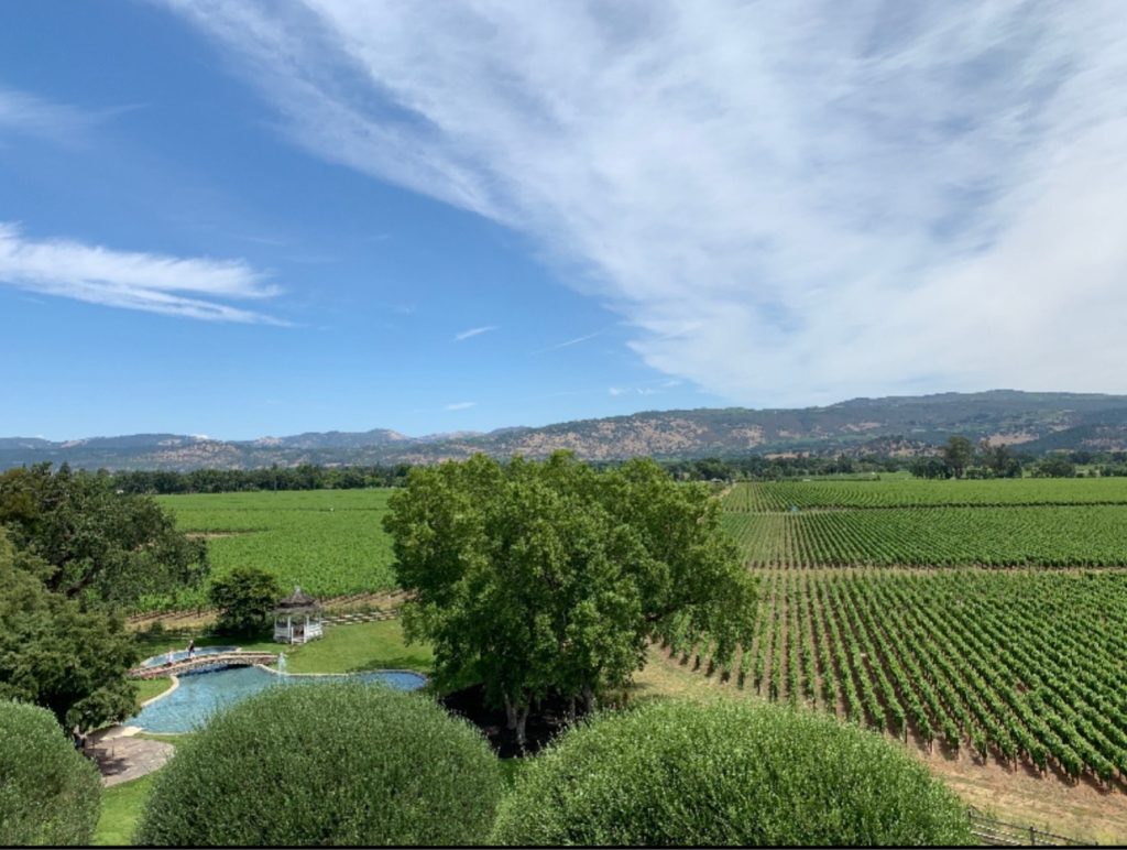 photo of big area of green vineyards.