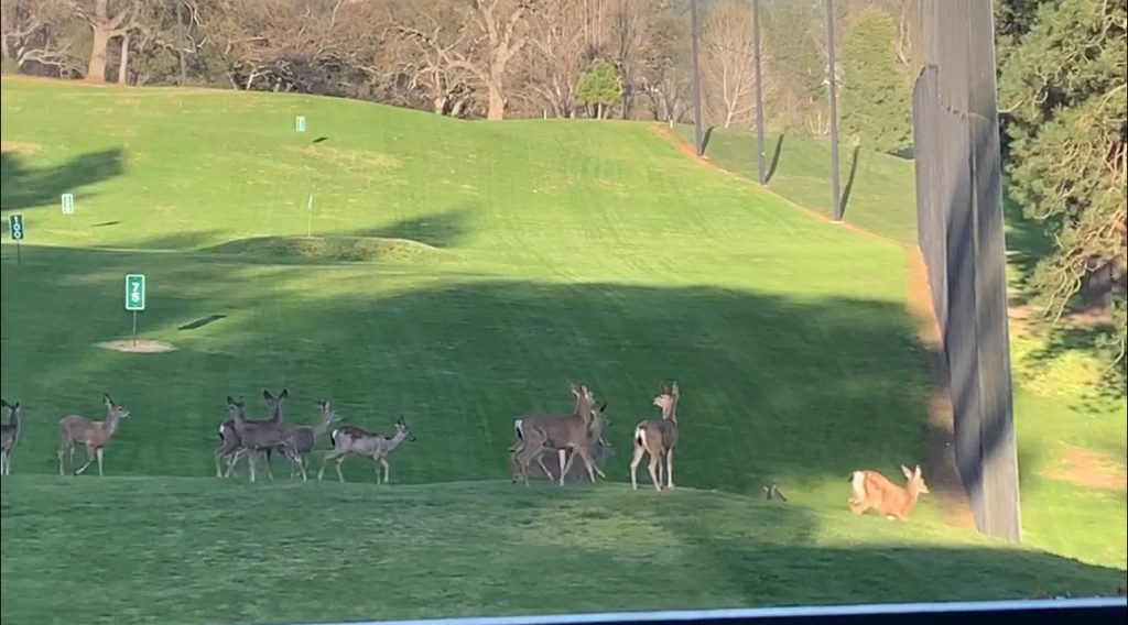 deer on the golf course